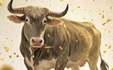 牛苦是什么生肖？属牛最苦是不是在35