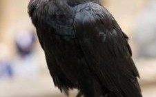 欲钱买黑色的动物是什么生肖？欲钱买耳背面黑的动物