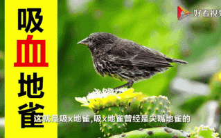 道貌岸然是什么生肖？道貌岸然打一准确生肖