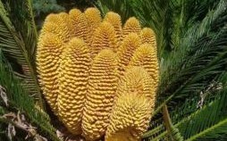 铁树开金花是什么生肖？铁树开金花最正确一肖