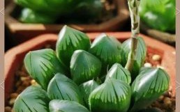 一枝枝是什么生肖？玉露是什么动物