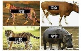 吃素是什么生肖？吃素打一准确动物
