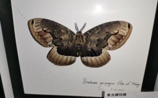 翅是什么生肖？蝴蝶代表什么生肖?