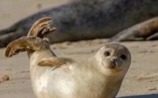 翘是什么生肖？翘字打一准确动物