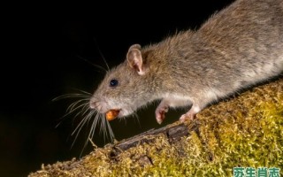 傍晚是什么生肖？傍晚的生肖有哪几个