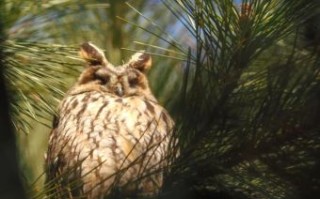 野猫子进宅是什么生肖？夜猫子打一准确生肖