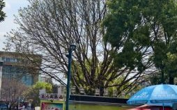 脱发是什么生肖？秃是什么生肖