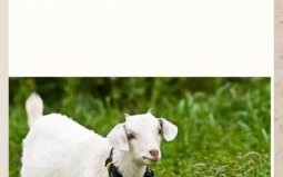 愚公是什么生肖？十二生肖谁是愚公