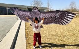 放风筝是什么生肖？放风筝打一数字