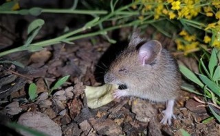 欲钱买人人喊打的动物是什么生肖？造谣打一个正确动物