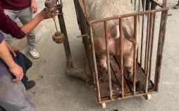 杀猪的是什么生肖？杀猪教子最正确的生肖