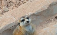 尾巴短短的动物是什么生肖？尾巴短短打一准确动物