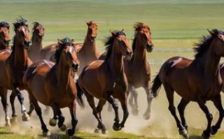 万马奔腾是什么生肖？万马奔腾打一最佳动物