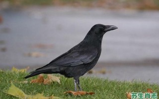 乌鸦嘴是什么生肖？乌鸦打一个生肖