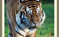 奸臣是什么生肖？奷臣打一准确生肖