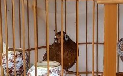 网里的鱼笼中的鸟跑不了是什么生肖？一生平庸是什么生肖