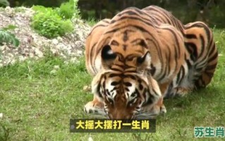 长城是什么生肖？长城打一准确生肖