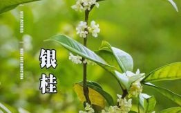 桂花指的是什么生肖？桂花最正确的生肖