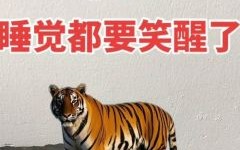 寂 是什么生肖？满坐寂然是什么生肖