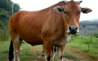 农家的动物是什么生肖？十二生肖农家都有的动物