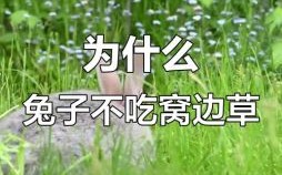 从来不吃窝边草是什么生肖？从来不吃打一正确生肖