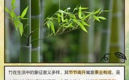竹有多少节是什么生肖？竹有多少节打正确一肖