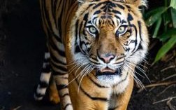 属土的是什么生肖？土是什么动物