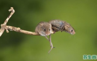 小鬼当家是什么生肖？小鬼当家打一正确动物