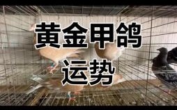 鸽子是什么生肖？鸽子打一最佳生肖