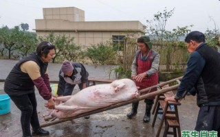 杀猪过端午是什么生肖？杀猪来拜神打一生肖