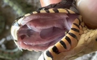 牙齿有毒的动物是什么生肖？牙齿有毒是什么动物