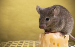 体小肖是什么生肖？身材短小的动物是什么生肖