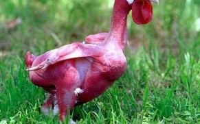 没有毛的动物是什么生肖？鸡没有毛打最正确一肖