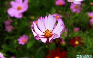 王的女人是什么生肖？倾国倾城是什么生肖