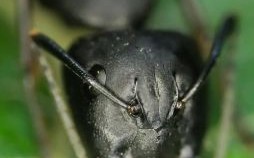 蟻=是什么生肖？12生肖哪个怕蚂蚁