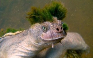 带绿帽子是什么生肖？绿帽子打一最准确动物