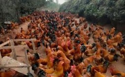 什么鸡没有翅膀是什么生肖？田鸡打一个最佳生肖