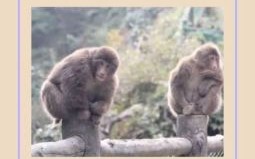 霸王指的是什么一生肖？霸王打一动物