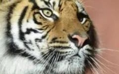 翻面无情是什么生肖？翻脸无情猜一生肖