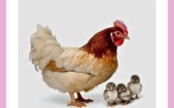 天会是什么生肖？天代表什么动物打一生肖