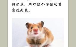 九九不动一下是什么生肖？九九不动一下正确答案