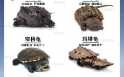 乌龟是什么生肖？乌龟打一个准确生肖