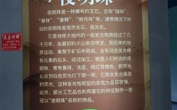 夜明珠是什么生肖？夜明珠代表什么数字