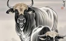 登高望远是什么生肖？登高望远打一准确动物