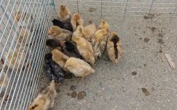 农家圈养是什么生肖？人们圈养的动物是什么