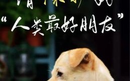 流浪的生肖是什么生肖？流浪代表什么动物