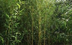 竹肖是什么生肖？竹打正确一肖