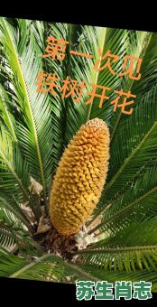 铁树本期开金花是什么生肖？铁树本期开金花最佳回答