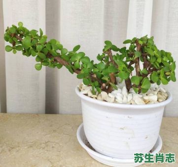 金枝玉叶是什么生肖？金枝玉叶打一正确生肖