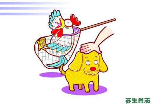 偷鸡摸狗是什么生肖？偷鸡摸狗打一准确动物